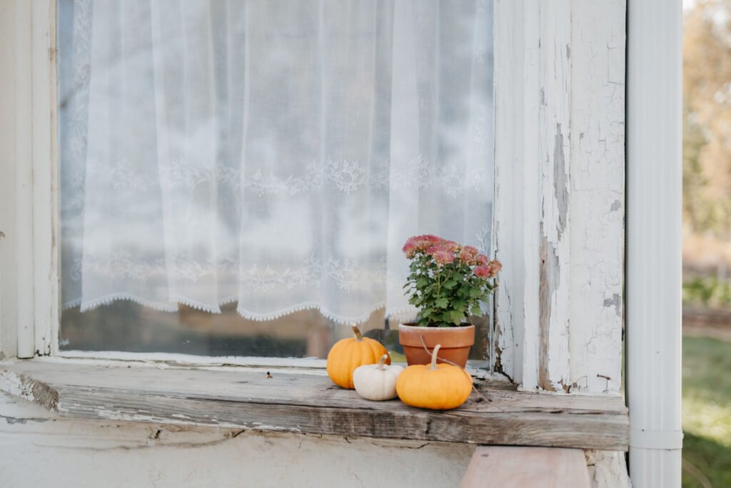Mums and pumpkins on a windowsill