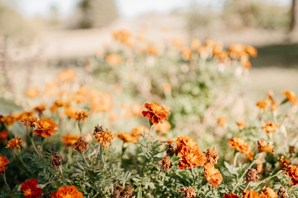 Marigolds growing in a field