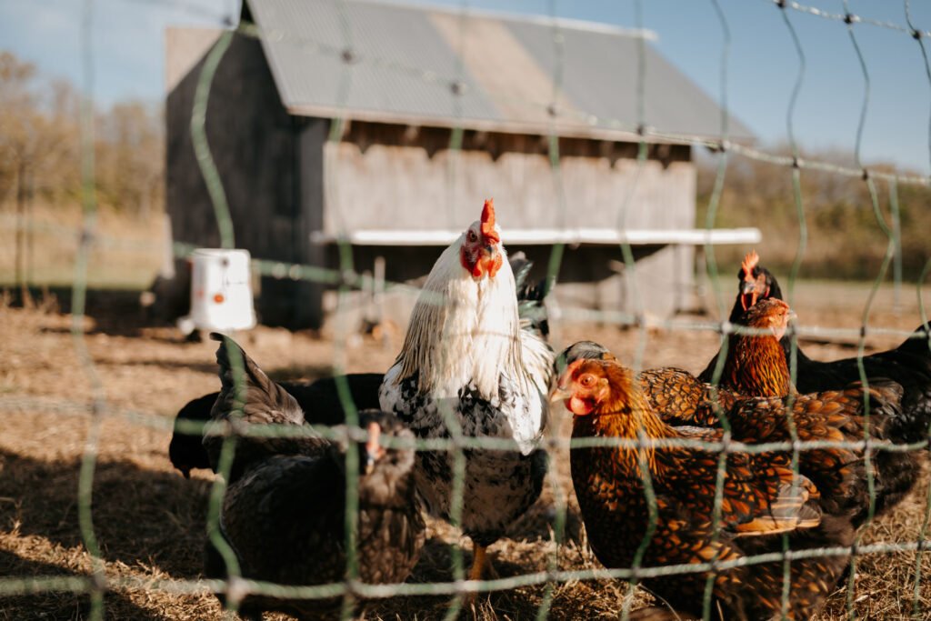 Several chickens behind a fence.