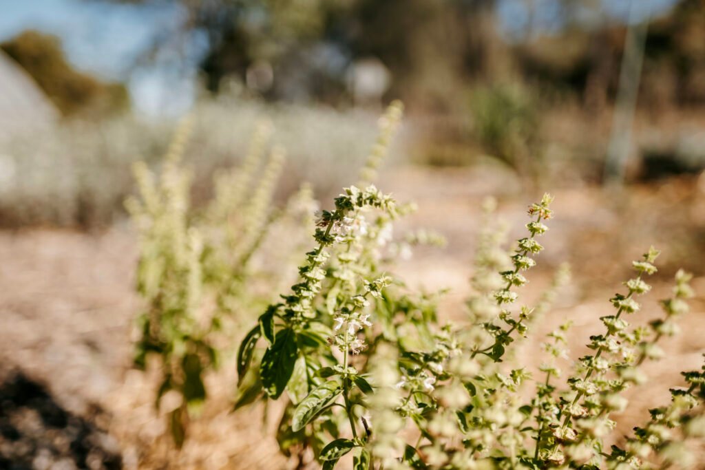 A close up of a plant.