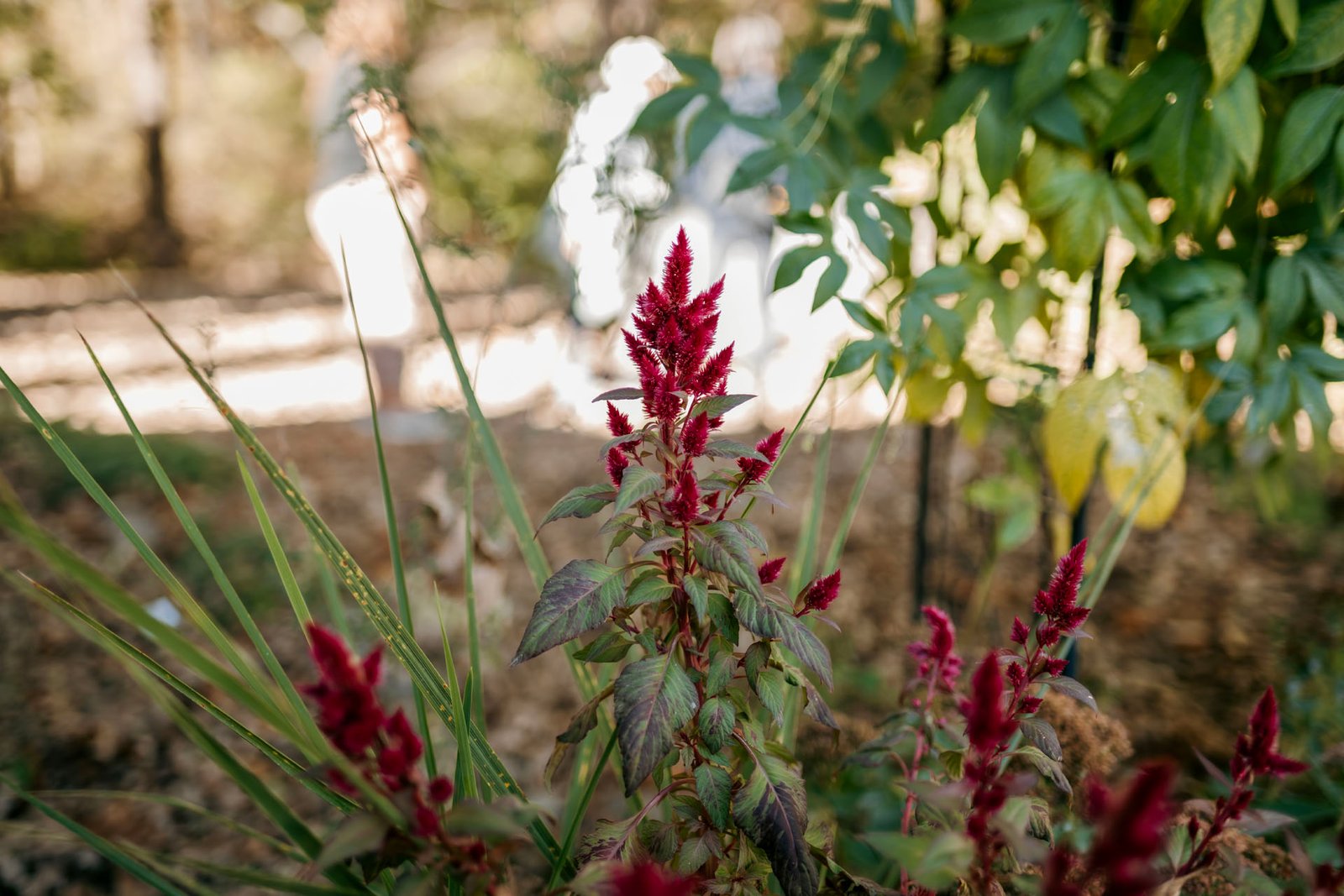 A close up of a plant with people in the distance.