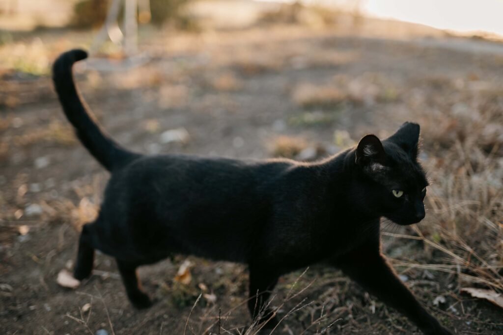 black cat on Jake Johannes farm