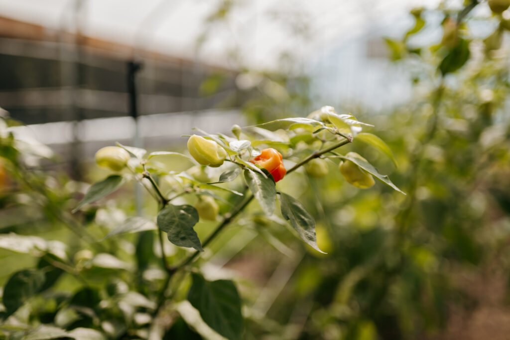 red pepper growing