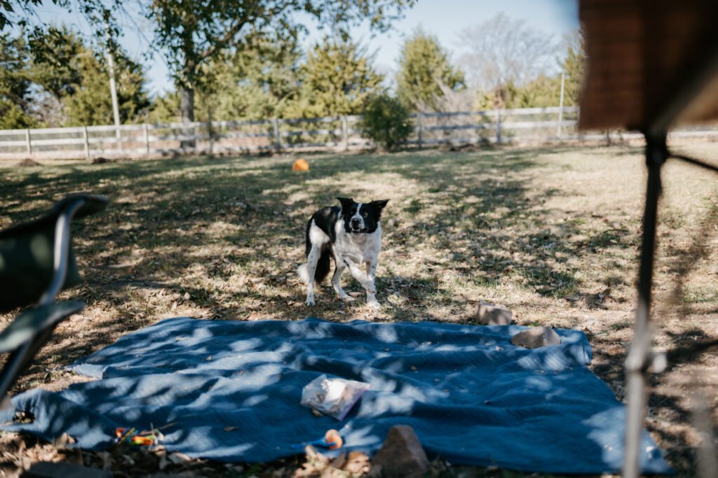 Mickey Gallagher's dog