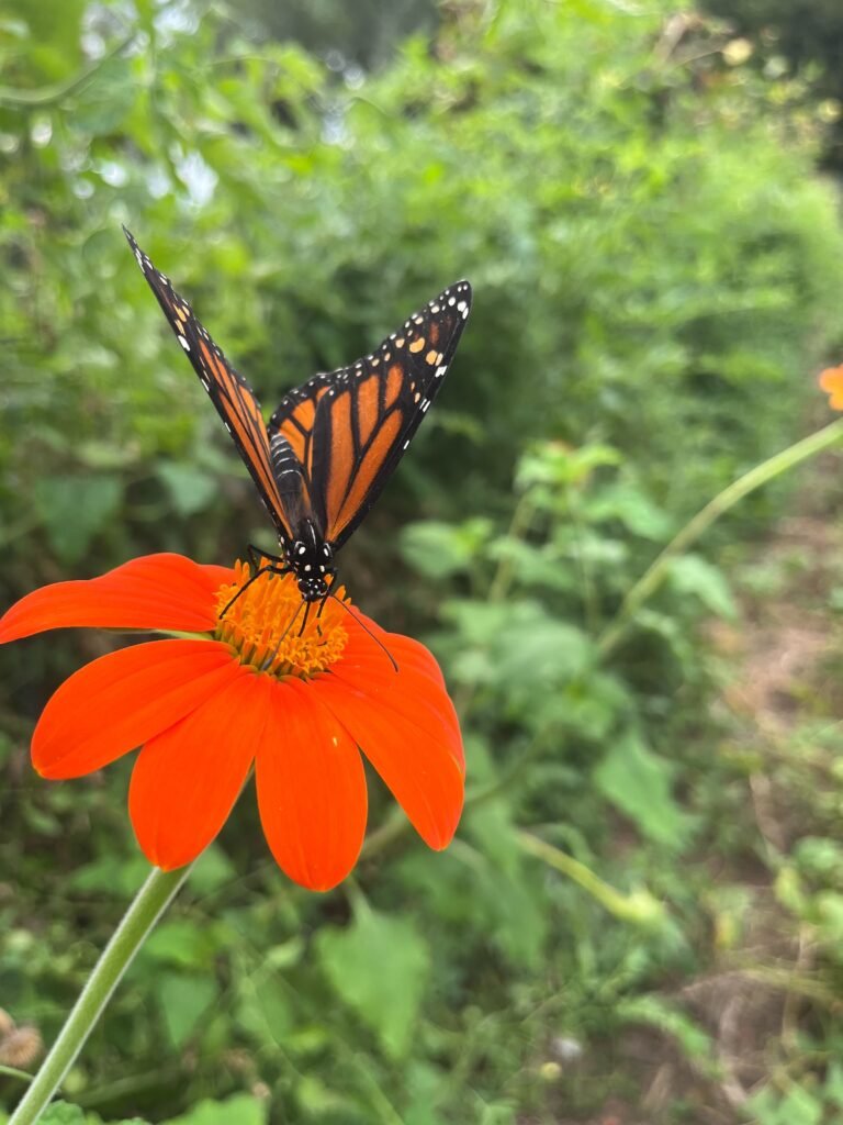 butterfly on a flower